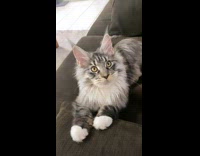 Grey cat with yellow eyes on couch 