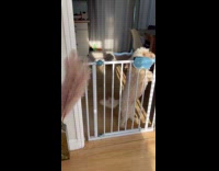 Dog stand move side by side near gate