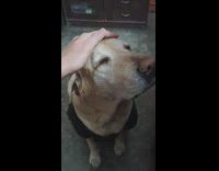 Person rub massage brown  dog on head