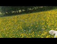 Dog orange harness runs yellow flower field 