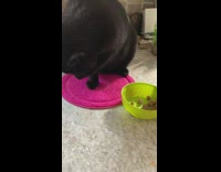 Black cat grabs treat with paw