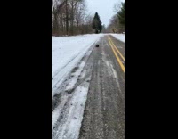 Collab BitchMP - Raccoon curled on side of road 
