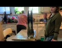 Cat sit on table wave paws together