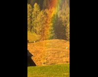 Submitter shows cow at end of rainbow