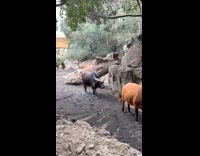 Woman calls buffalo cute on high pitched voice