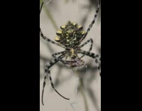 Close up large spider eat an insect