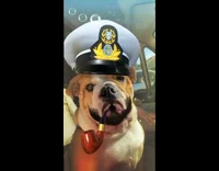 Dog in car with filter white hat