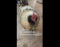 Chicken walks up to girl in coop