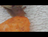 Brown snail slug eats dorito chip 