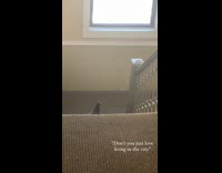 Pigeon stands on steps in stairwell 