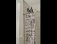 Two pigeon birds sit on shower rod 