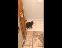 Cat carrying blankets around compilation