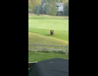 Collab BitchMP - Bear hops into backyard