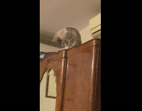 Pet cat with duct tape stuck to it on top of the cabinet 
