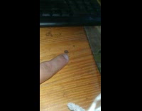 Little spider scared by the filmers finger