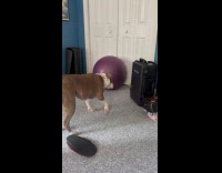 Dog scared plastic case and rubber ball