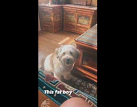 Brown dog sits begs for cookie please