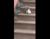 Squirrel peanut butter jar red steps 