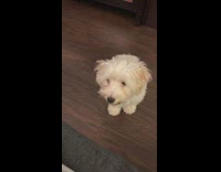 Brown dog whines for ice cream girl 