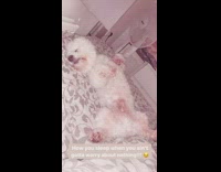 Small white dog sleeps back legs spread 