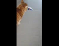 Orange cat carries treat bag to mat 