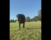 Dog holds white toy ball runs grass