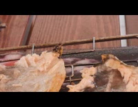 Bee eat take piece of grilled salmon