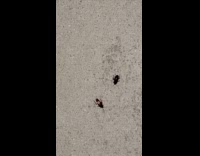 Different type of cockroaches approaching each other 