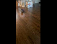 Puppy chases purple rolling ball runs awkwardly