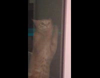 Orange cat stand and wipe on glass