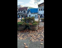Woman long brown coat throw dried leaves
