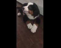 Black brown white dog eats stick treat