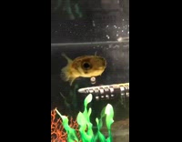 Young Fish Follows Droplet of Water on Aquarium Glass