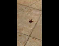 Man jokes about cockroach doing sit ups 