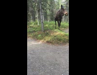 Moose in forest runs away from girl