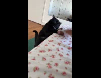 Cat tries catching woman hand tap bed