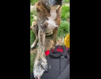 Brown brindle dog paw on leg grass