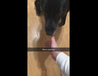 Collab KaleSaladIG - Guy teaches dog to shake hand