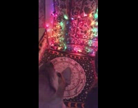 Collab BitchMP - Dog howl autotune