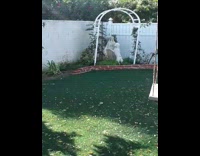 Dog stands and growls at saint statue