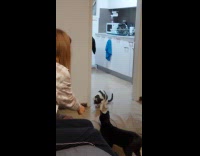 Cat plays tug of war bites string 