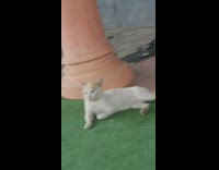 White cat lays fake grass watches rain