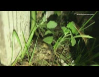 Two dachshund dogs lick frog mouth foams  