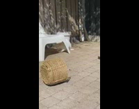 White Cat in Basket Plays with Grey Cat 