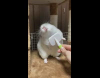 White chinchilla gets brushed 