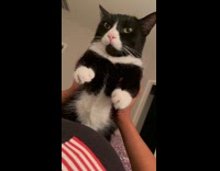 Collab BitchMP - Black white cat held up dance