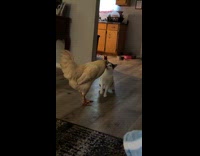 Collab Clips MPUGC - Rooster asserting dominance towards cat 