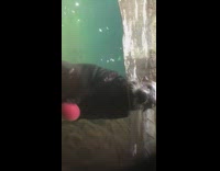 Sea lion plays with a red ball near the glass