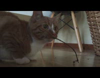 Orange cat with stick on mouth growl