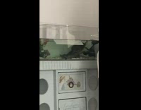 Woman making weird noises to turtles in aquarium